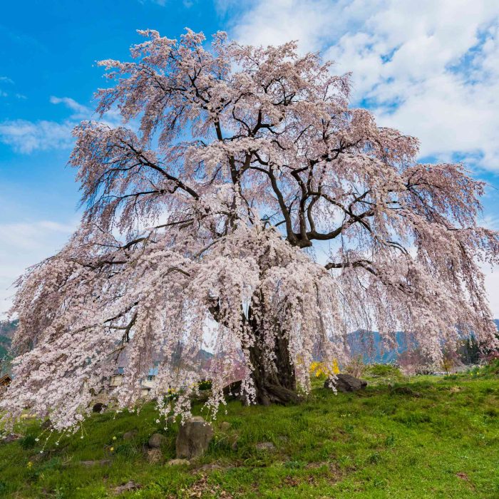 WeepingYoshino Cherry Tree 1