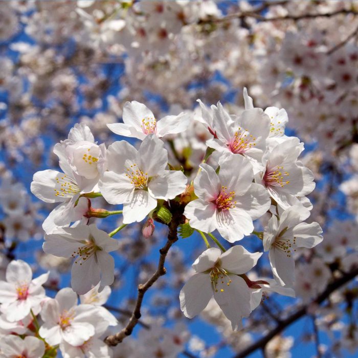 WeepingYoshino Cherry Tree 2