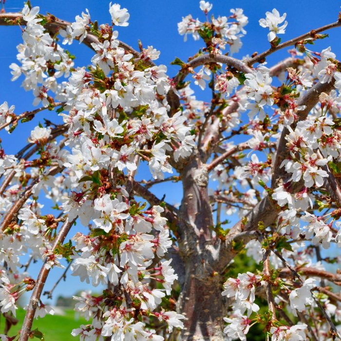 Weeping Yoshino Cherry Tree