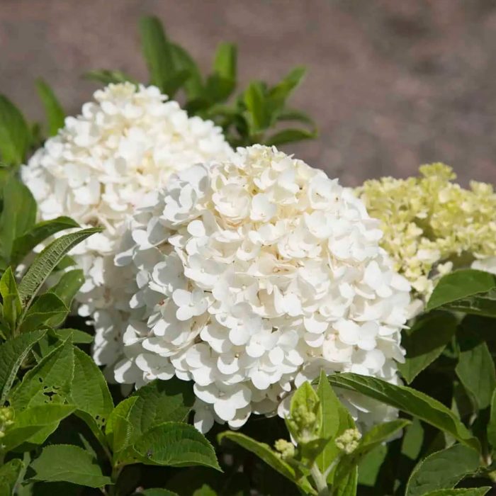 White Wedding Hydrangea 1