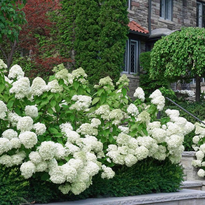 White Wedding Hydrangea 2
