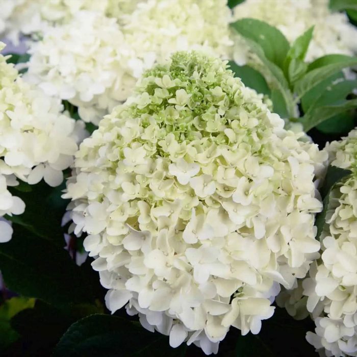 White Wedding Hydrangea 3