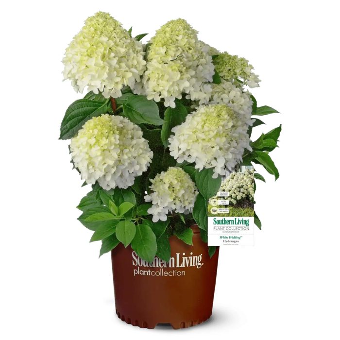 White Wedding Hydrangea 4