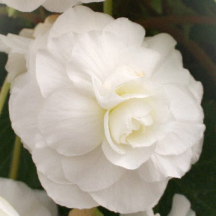 WhiteDouble