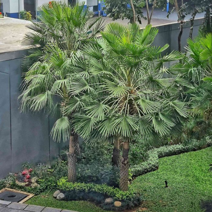 Windmill Palm 1