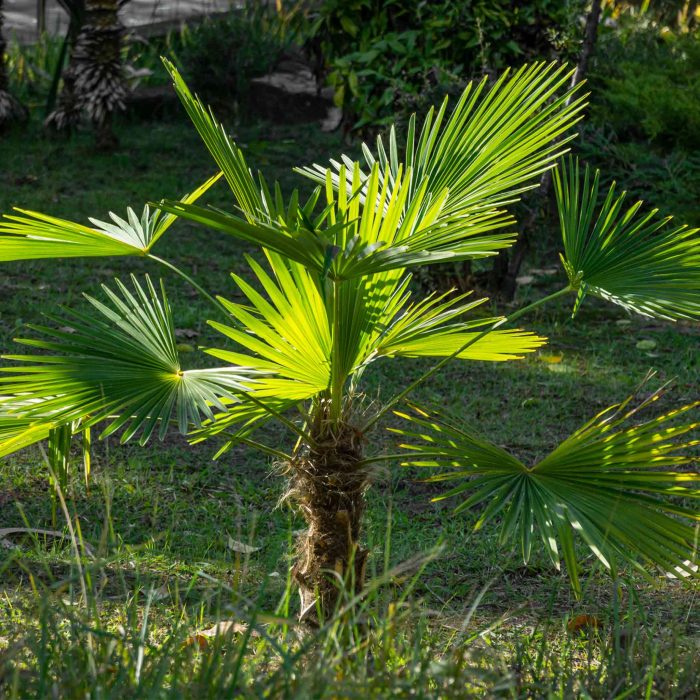 Windmill Palm 2