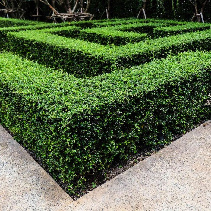 Wintergreen Boxwood 1 1800x1800 72c7ec25 957c 4aed 96c0 918261fc19ab
