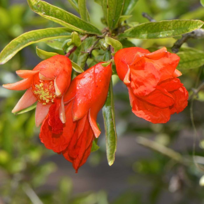 Wonderful Pomegranate Tree Bloom