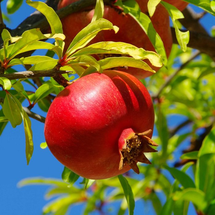 Wonderful Pomegranate Tree Fruit