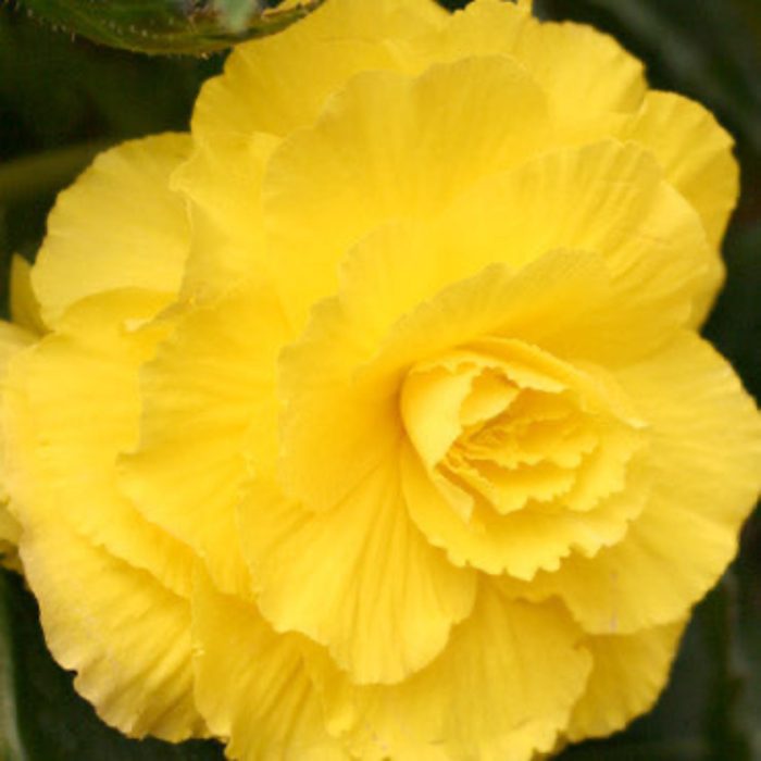 YellowDouble