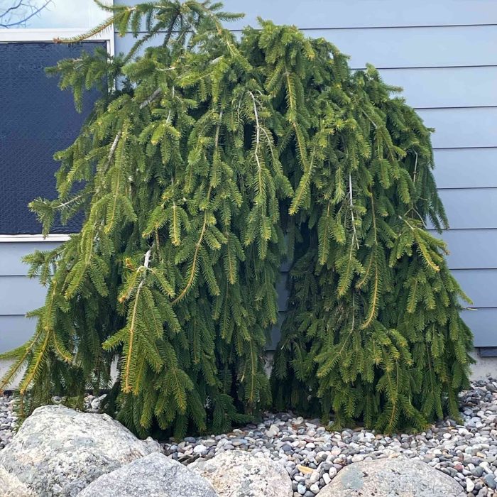 weeping norway spruce1