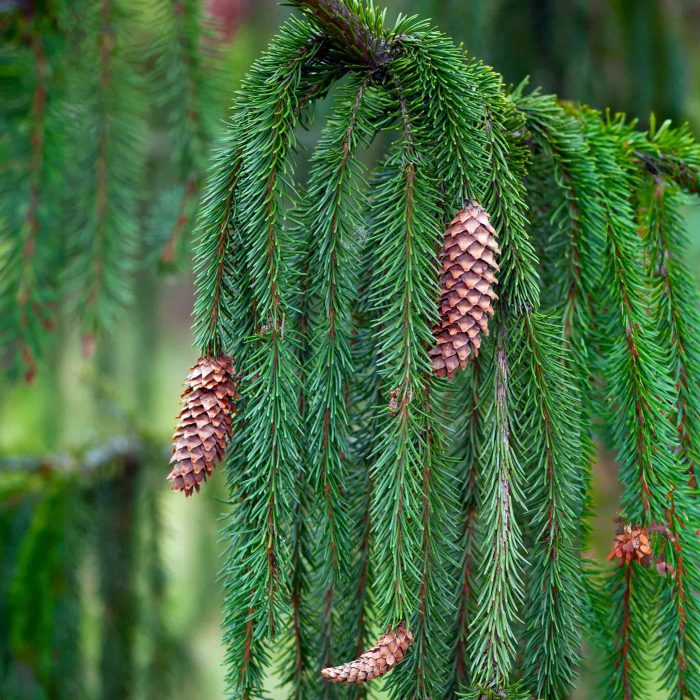 weeping norway spruce2